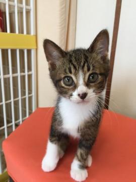 かわいい やんちゃ姫