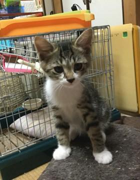 人慣れOK♪可愛い3姉妹