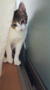 可愛いらしいキジシロ猫ちゃん