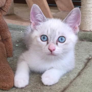 シャム系の子猫 札幌方面へのお届け可
