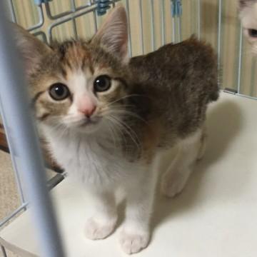 トラ柄の三毛猫ちゃん