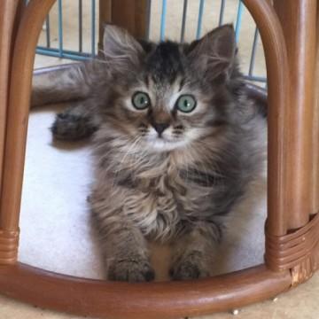 モフモフな子猫 札幌方面へのお届け可