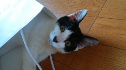 超甘えん坊な猫のジュロ君の里親様募集！