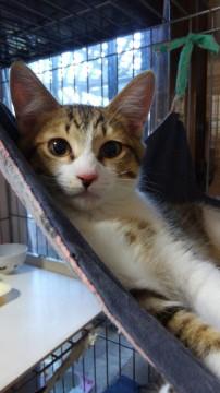 神奈川県 抱っこ好きな性格良しの男子 猫の里親募集 ネコジルシ