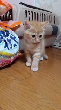 元気なおんにゃのこ