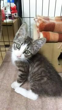 迷子ちゃんの新しい家族を募集しています