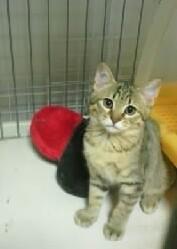 目がくりっとして可愛いです