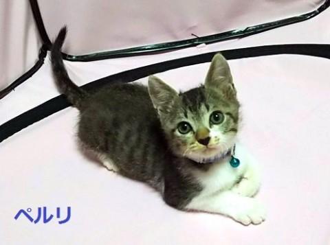 熊本から東京へ飛行機で来た子猫たち