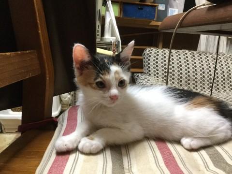 人慣れOK♪可愛い3姉妹