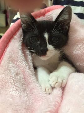 性格良しの黒白仔猫ちゃん