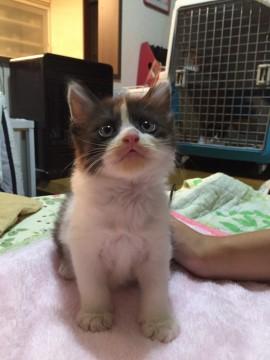 半長毛のモデル級超可愛い仔猫ちゃん