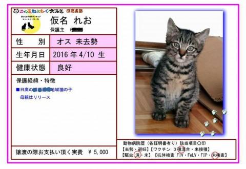 キジトラ兄妹のお兄ちゃんです