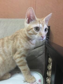 甘えん坊の男の子