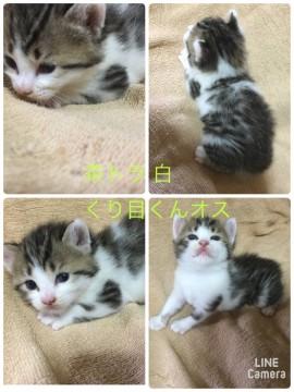 ふにゃふにゃお顔のくり目君