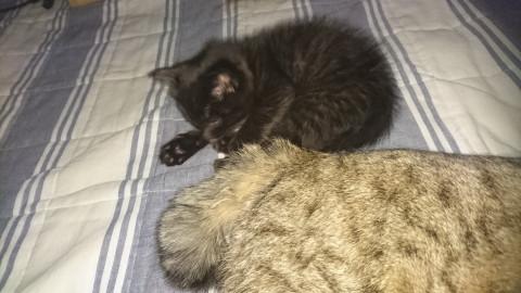 子猫の里親を募集します。