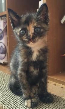 やんちゃで甘えん坊な女の子