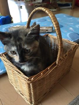 まだら猫ちゃん♀