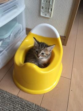 キジトラちゃん♀