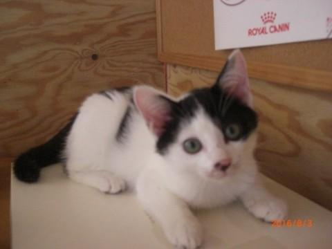 ３ヶ月のオスメス２匹