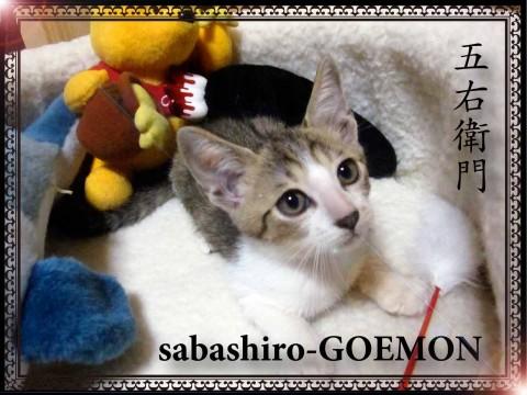 猫じゃらし大好き〜イケニャン☆ゴエモン君