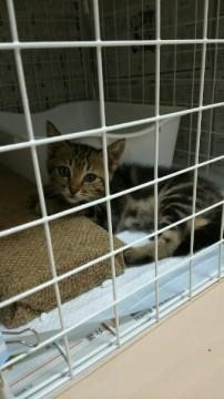 可愛すぎ！アメショ風男の子