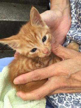 炎天下、道端で泣いていた子猫ちゃん茶トラ