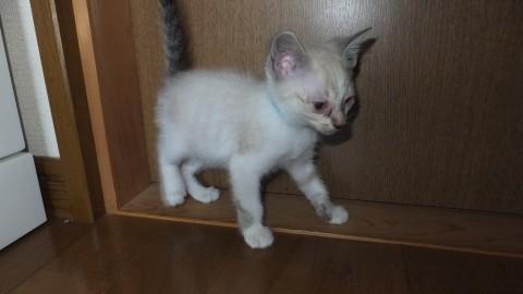 7月7日生まれの仔猫2匹
