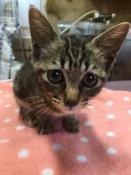 アメショみたいなマーブル柄！