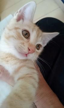 優しいお兄ちゃん的な子猫