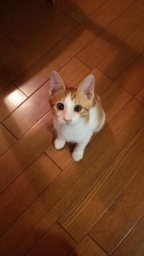 茶白の男の子　甘えん坊さんです