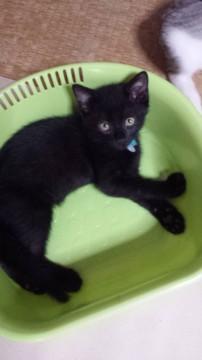 とてもなついています。足元にまつわりつき