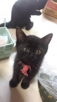 とてもなついています。人にくっつきたがり