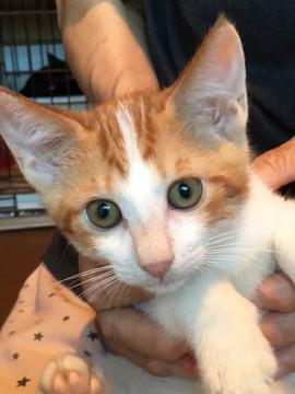 子猫の里親募集中！！チャタロー♪