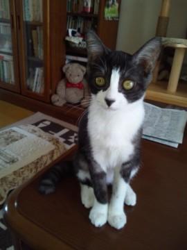 姉妹の子猫