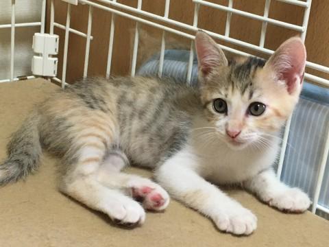 活発な女の子です