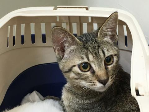 穏やかですが、子猫らしさいっぱいです