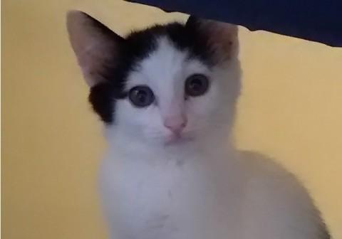 お人形さんの様　かわいい性格　動画有　