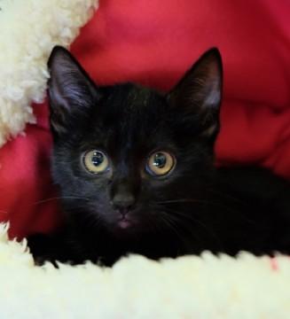 とってもかわいく　賢い仔　お話します