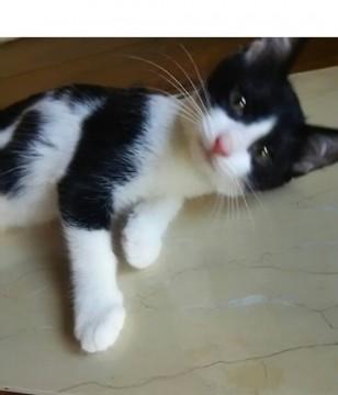 ピンクのお鼻　甘えん坊おひざ猫