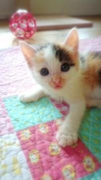 人馴れバッチリの可愛い三毛と茶白