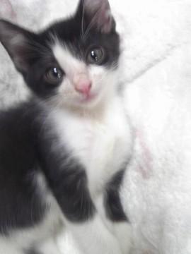 人が好き　直ぐによってくる　甘えん坊