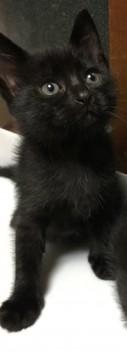 6/27生まれ！黒い子猫♡