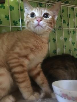 長〜い尻尾の茶トラちゃん