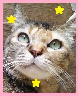 多頭崩壊！！飼い主さん預りさん募集！！