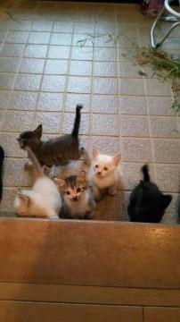 トイレ完璧！1ヶ月の可愛い子猫達です！