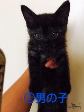黒猫