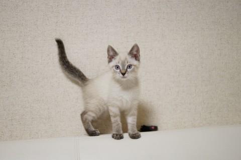 シャム系男の子