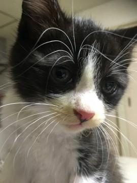人懐っこい男の仔猫ちゃんです♡