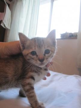 かわいい麦わらきじとら