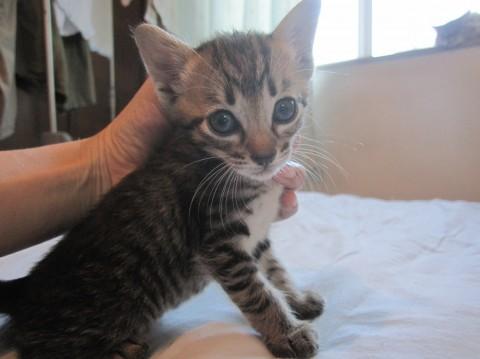 大きなお目目のきじとら